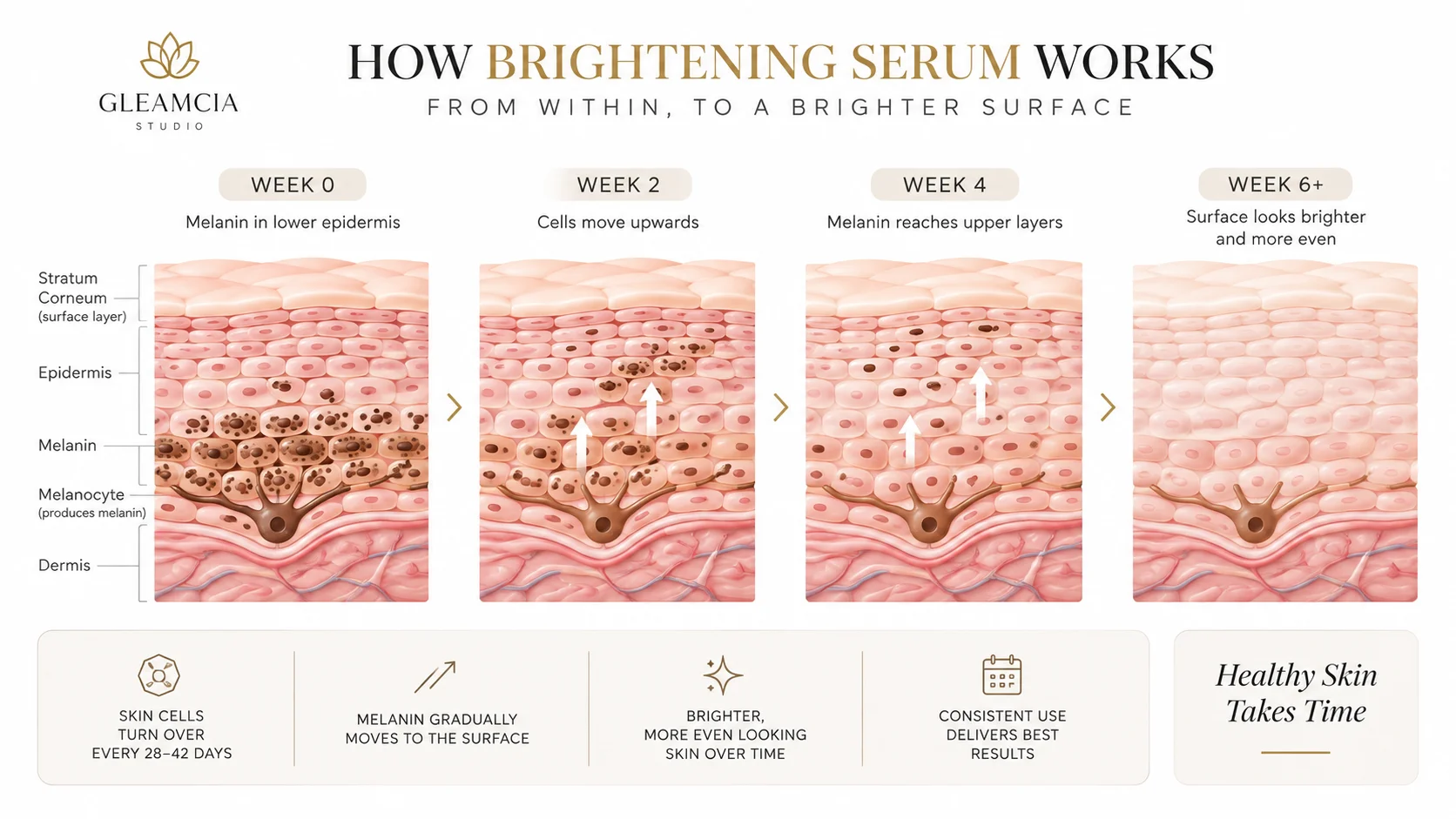 How long does brightening serum take to work — skin cell turnover cycle and melanin migration diagram